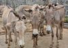 चीन जाँदैछन् पाकिस्तानी गधा, तीन वर्षमा ८० हजार निर्यात