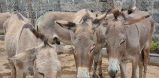 चीन जाँदैछन् पाकिस्तानी गधा, तीन वर्षमा ८० हजार निर्यात