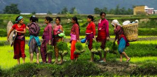कृषिमा बैंक तथा वित्तीय संस्थाको लगानी करिब २ खर्ब, ११ हजार युवाले पाए सहुलियत दरको कृषि ऋण