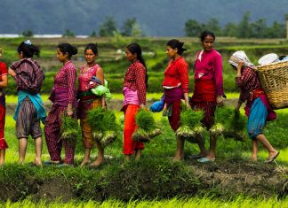 कृषिमा बैंक तथा वित्तीय संस्थाको लगानी करिब २ खर्ब, ११ हजार युवाले पाए सहुलियत दरको कृषि ऋण