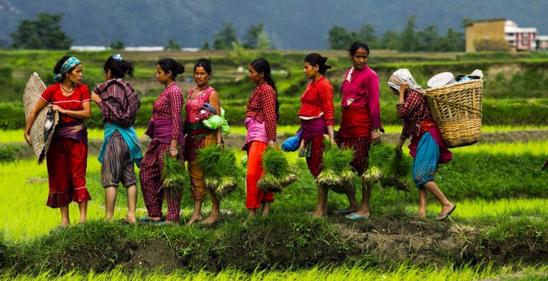 कृषिमा बैंक तथा वित्तीय संस्थाको लगानी करिब २ खर्ब, ११ हजार युवाले पाए सहुलियत दरको कृषि ऋण