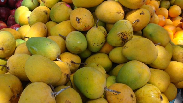आँपको सिजनः कसरी चिन्ने स्वादिष्ट र विषादीयुक्त आँप ?