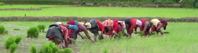 प्रधानमन्त्री कृषी आयोजनालाई ८ अर्ब, रोजगारलाई ५ अर्ब