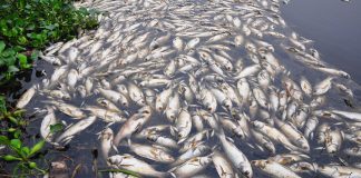 बाढीले तीन करोडको माछा नष्ट