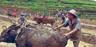 रंगिन ह्याट लगाइ रोपाईंमा बाबुराम, गोरु चलाउँदै भने-हो हो तारे हो हो !