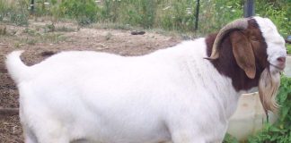 बोयर जातका बाख्रा पालनप्रति किसानहरूकाे बढ्दो आकर्षण