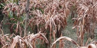 अलैँचीका बोट मर्न थालेपछि किसान चिन्तित, भाउ पनि ओरालो लाग्याे