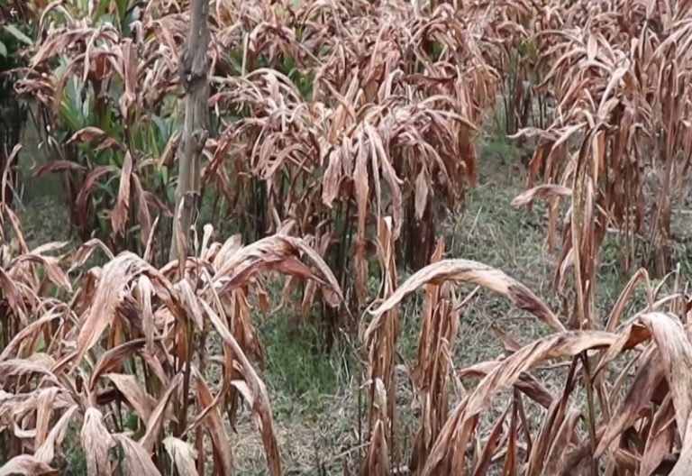 अलैँचीका बोट मर्न थालेपछि किसान चिन्तित, भाउ पनि ओरालो लाग्याे