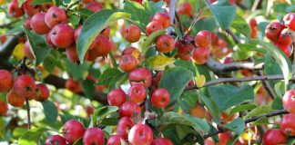 चार महिनामै फल्यो स्याउ, किसान हर्षित