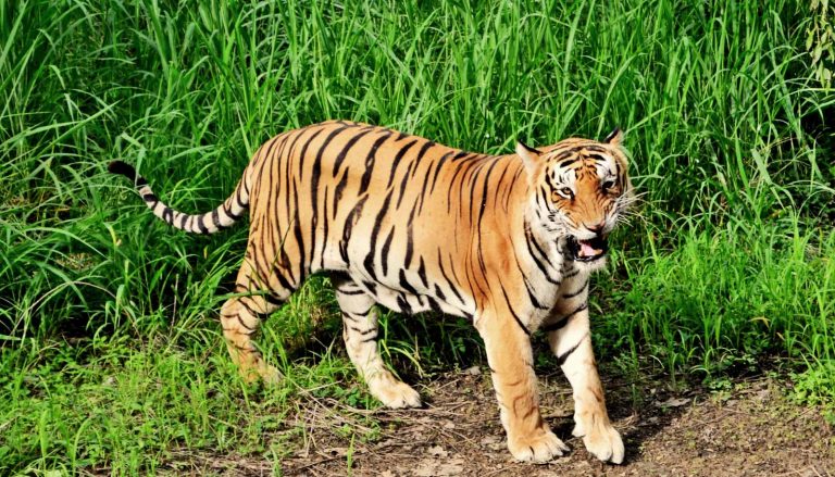 नेपालमा बाघकाे संख्या दोब्बर पुर्याउने लक्ष्य पुरा हुँदै, अहिले कति छन् ?