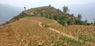 असारमा खडेरीले अन्नबाली सखाप, किसानलाई बीउको चिन्ता