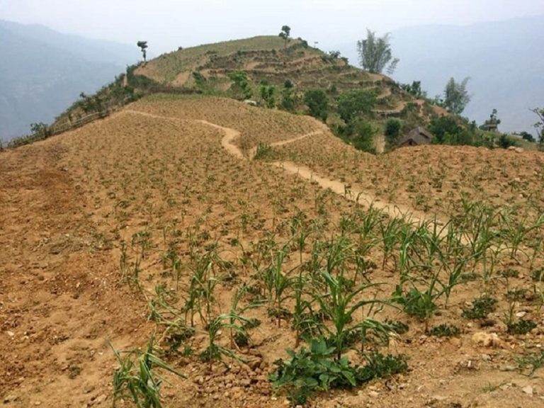 असारमा खडेरीले अन्नबाली सखाप, किसानलाई बीउको चिन्ता