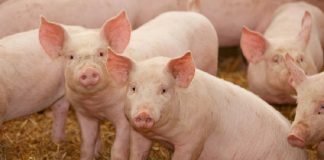 अज्ञात रोगले बङ्गुर मर्न थाले