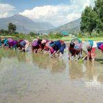 असार १५ः धान दिवससहित दही चिउरा खाएर मनाइँदै