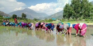 पर्याप्त वर्षा नहुँदा अधिकांश खेत बाँझै, २२ प्रतिशत मात्रै रोपाइँ