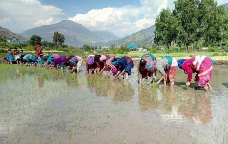 पर्याप्त वर्षा नहुँदा अधिकांश खेत बाँझै, २२ प्रतिशत मात्रै रोपाइँ