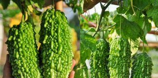 ज्याला मजदूरीमा गर्दै आएका बोटे समुदाय तरकारी खेतीतर्फ आकर्षित