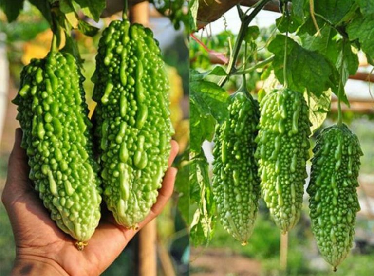 ज्याला मजदूरीमा गर्दै आएका बोटे समुदाय तरकारी खेतीतर्फ आकर्षित