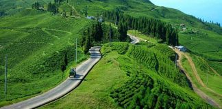 घट्यो चिया निकासी, सरकारले स्पष्ट नीति नल्याउदाँ समस्या