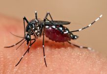 डेंगुको जोखिम बच्चाहरुमा धेरै, कसरी बच्ने ?