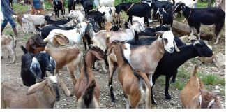 भारतबाट खसीबोका आयात ४८ प्रतिशतले घट्यो