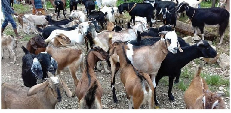 भारतबाट खसीबोका आयात ४८ प्रतिशतले घट्यो