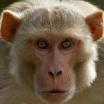 बाँदर–बँदेलको आतङ्क नियन्त्रणबारे संसद्मा जरुरी सार्वजनिक महत्वको प्रस्ताव