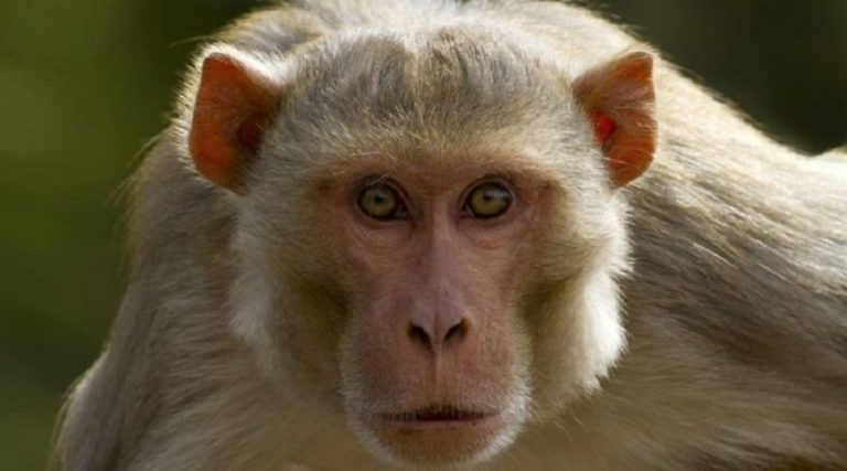 बाँदरले सताएपछि मकै छाडेर व्यावसायिक बेसार खेती शुरु