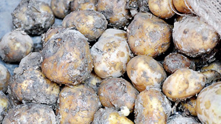 सडक अवरुद्ध हुँदा करोडौँ मूल्यको आलु कुहियो