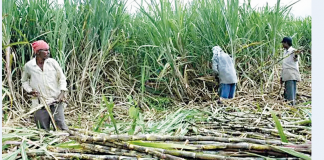 अनुदान लिन उखु किसानलाई दर्ता र बैंक खाता अनिवार्य