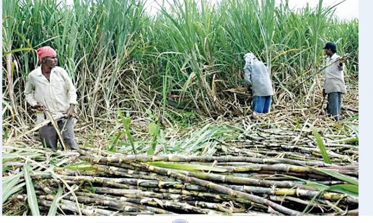 चिनी उद्याेगले उखु किसानलाई ७४ कराेड भुक्तानी गर्न बाँकी