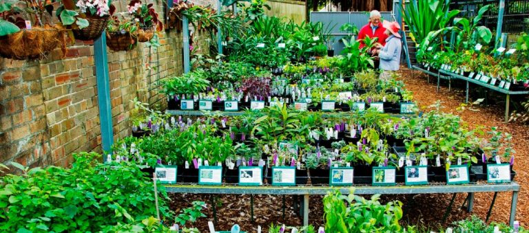 सरकारले ह्वात्तै बढायो फलफूलका विरुवाको भाउ