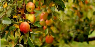 स्याउ उत्पादक कृषकलाई बजार अभाव