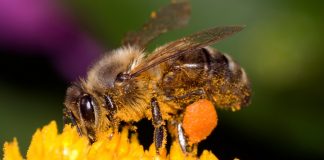 एकाएक मर्न थाले माहुरी, किसान चिन्तीत