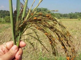 गरिमा वर्णशङ्कर जातको धानमा बाला नलाग्दा किसान चिन्तित