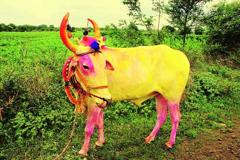 साँढेले निल्यो डेढ लाखको मंगलसुत्र, ९ दिनसम्म गोबरमा खोजतलास