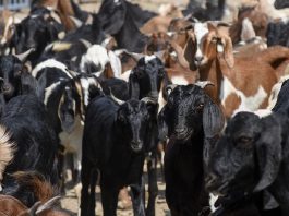 जीउँदो खसी बोकाको मूल्य निर्धारण, प्रतिकिलो १० रुपैयाँ सस्तो