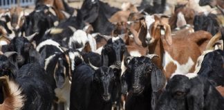 दुई महीनामा ९३४ वटा खसीबाट ८३ लाख रुपैयाँ आम्दानी