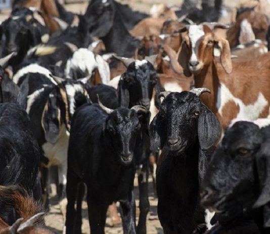 दुई महीनामा ९३४ वटा खसीबाट ८३ लाख रुपैयाँ आम्दानी