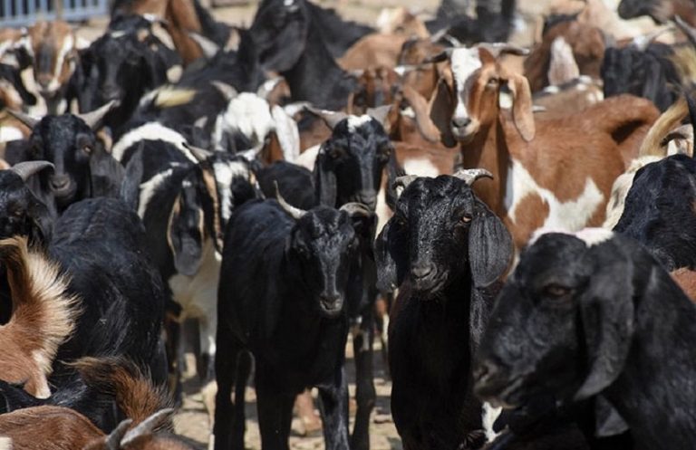 दुई महीनामा ९३४ वटा खसीबाट ८३ लाख रुपैयाँ आम्दानी