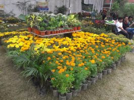 गोदावरी पुष्प मेलाः चार दिनमा ७१ लाखको फुल बिक्री