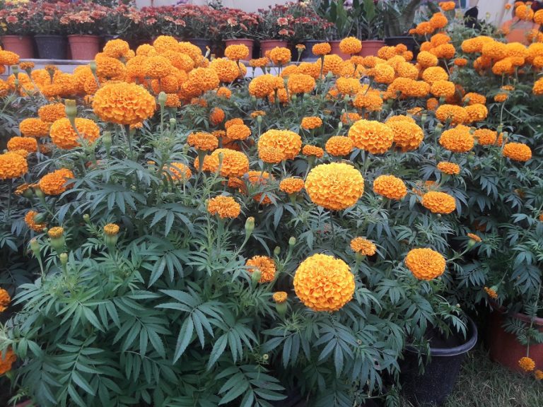 जावलाखेलमा गोदावरी पुष्प मेलाः यस्ता यस्ता फूल छन् मेलामा, हेर्नुहोस् फोटोफिचर