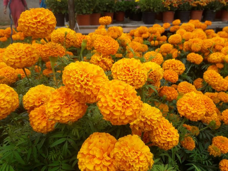 गोदावरी पुष्प मेलाः दुई दिनमा २१ हजारको अवलोकन, ३७ लाखको कारोबार