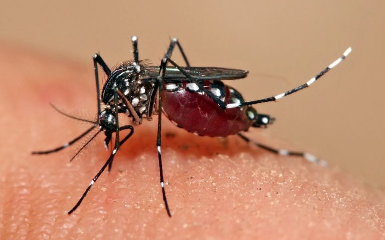 अझै नियन्त्रणमा आएन डेङ्गु, डेङ्गुका कारण थप एकको मृत्यु