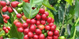 कफीको मूल्य तोकियो, किसानले ए ग्रेडको ९० र बी ग्रेडको ८० रुपैयाँ प्रतिकेजी पाउने