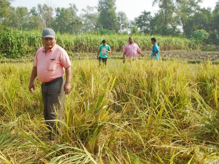 माहाकालीमा हात्तीको उपद्रो: सधैंको पीडा उस्तै,धानबाली नष्ट