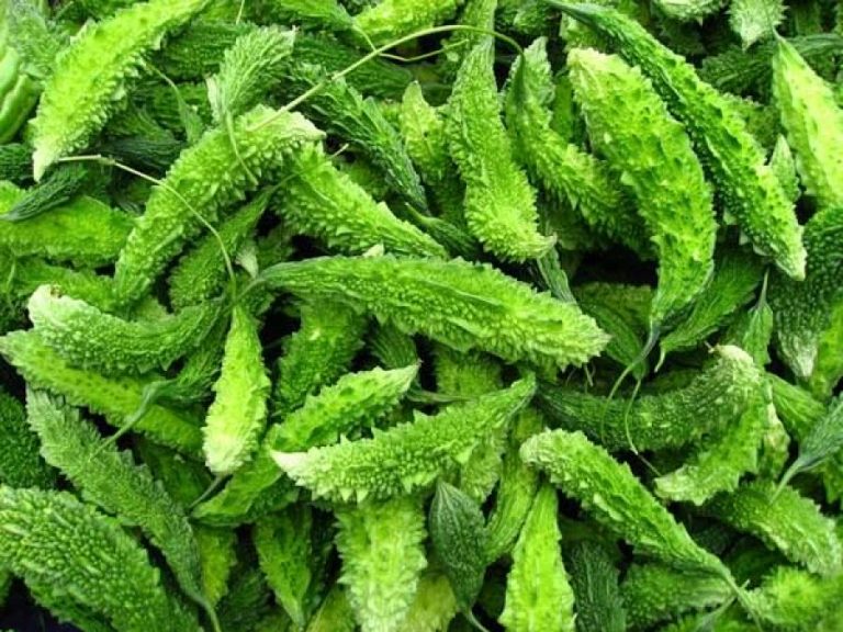 तिते करेलाको मिठो फाइदा