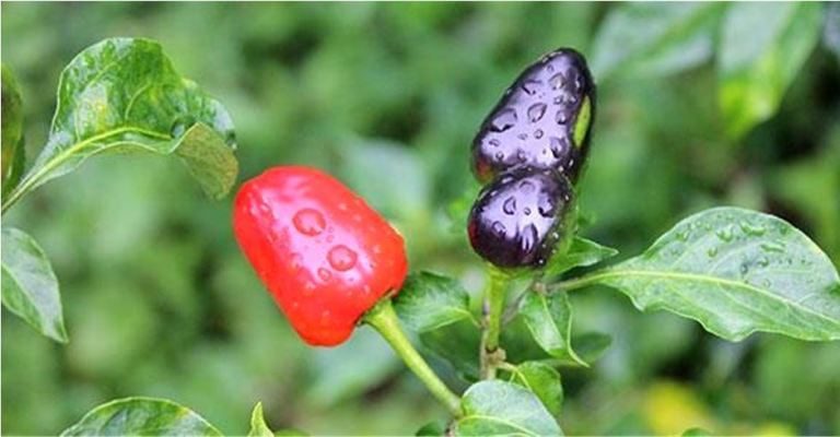 बोटबाट टिपेपछि कहिलेसम्म खान सकिन्छ खुसार्नी ?