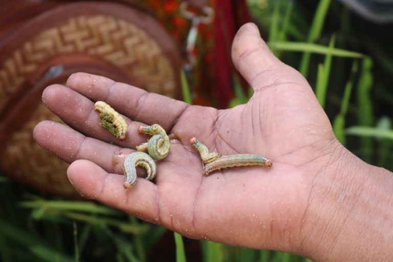 फौजी कीराको प्रकोपले धानबाली नष्ट, किसान चिन्तित