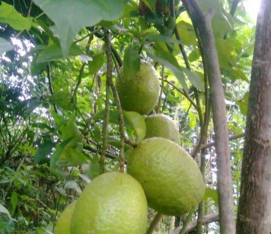 किन पर्छ महिलाहरुको बढी रोजाईमा निबुवा ? के-के छ फाइदा